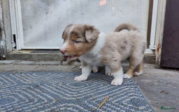 Australian Shepherd honden te koop: Australian Shepherd x Bordercollie pups in Linde - Afbeelding 31