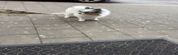 Pomeriaan honden te koop: Pomeriaan  reu  - Advertentie 2