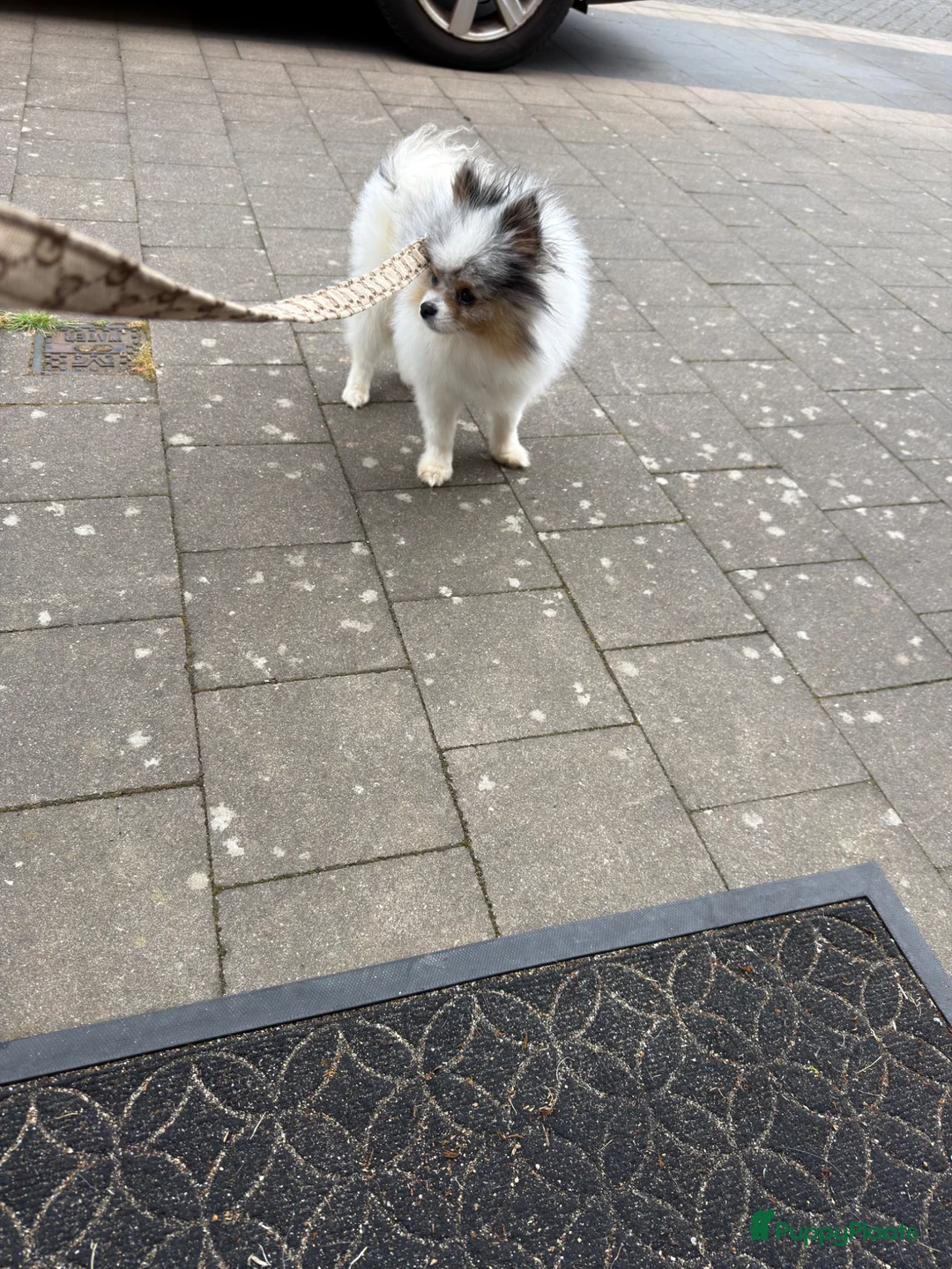 Pomeriaan honden te koop: Pomeriaan  reu  - Advertentie 2