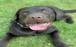 Labrador Retriever honden ter adoptie: Our Beloved Chocolate Lab Needs a New Home ❤️‍🩹🐶 - Afbeelding 7