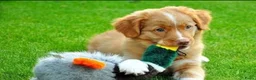 Nova Scotia Duck Tolling Retriever honden te koop: Nova scotia duck tolling retriever pups verwacht - Advertentie 2