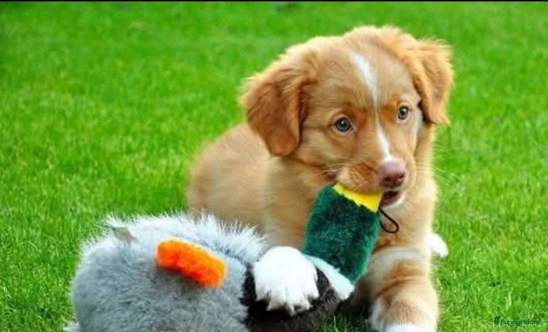 Nova Scotia Duck Tolling Retriever honden te koop: Nova scotia duck tolling retriever pups verwacht - Advertentie 2