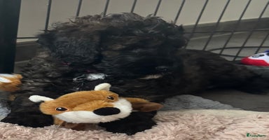 Australian Labradoodle honden - Advertentie 13