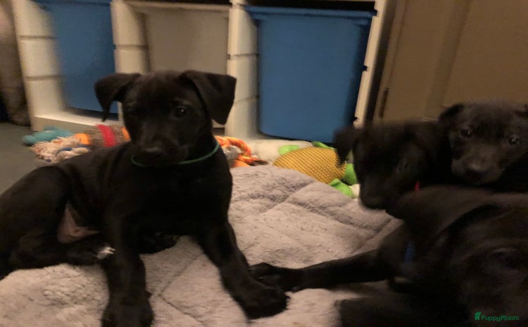 Kruising honden - Advertentie 4