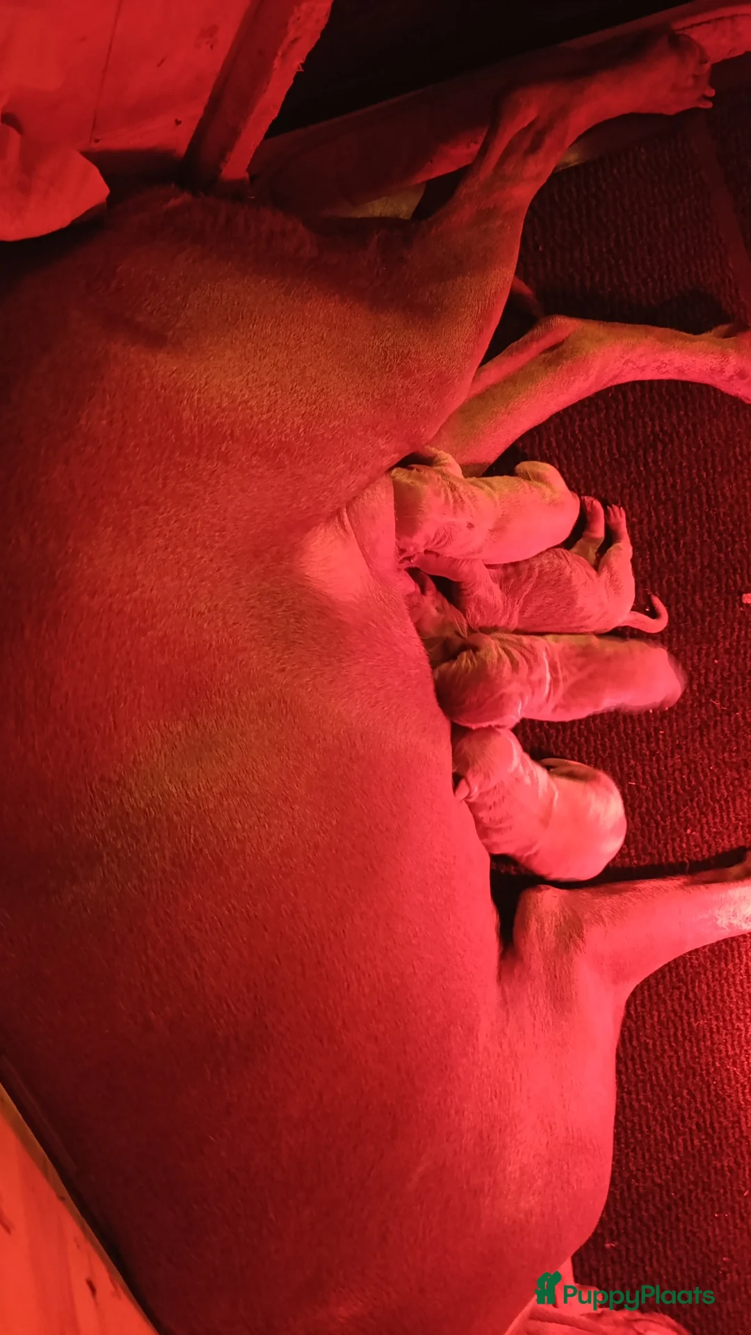 Weimarse Staande Hond korthaar honden te koop: Weimaraner pups  - Advertentie 3