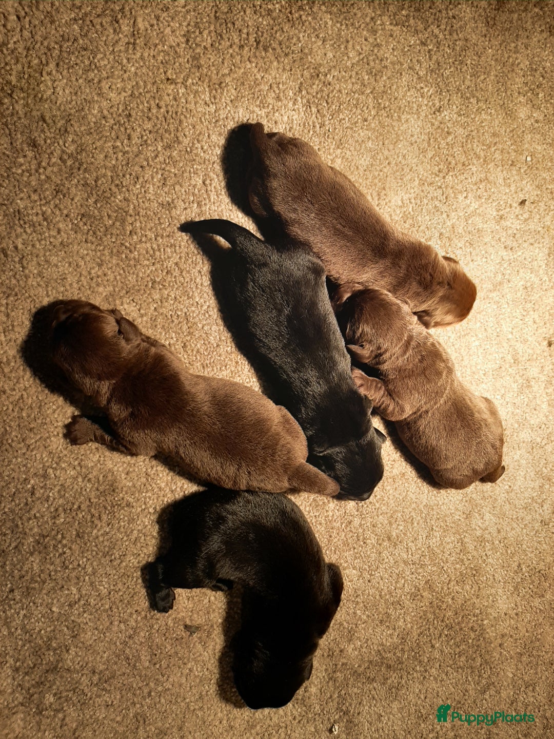 Labrador Retriever honden te koop: Labrador Retriever pups met stamboom - Advertentie 16