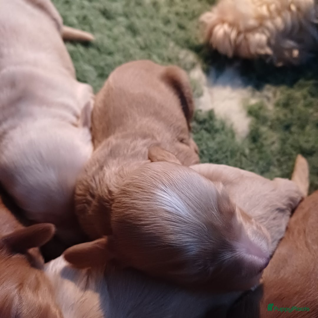 Labradoodle honden te koop: Prachtige multigen labradoodle pups - Advertentie 11