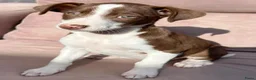 Kruising honden ter adoptie: Abba een meisje zoekt een vriendje voor het leven  - Advertentie 1
