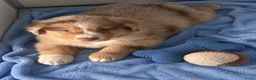 Miniature American Shepherd honden te koop: Mini American Shepherd pups met fci pedigree - Advertentie 3