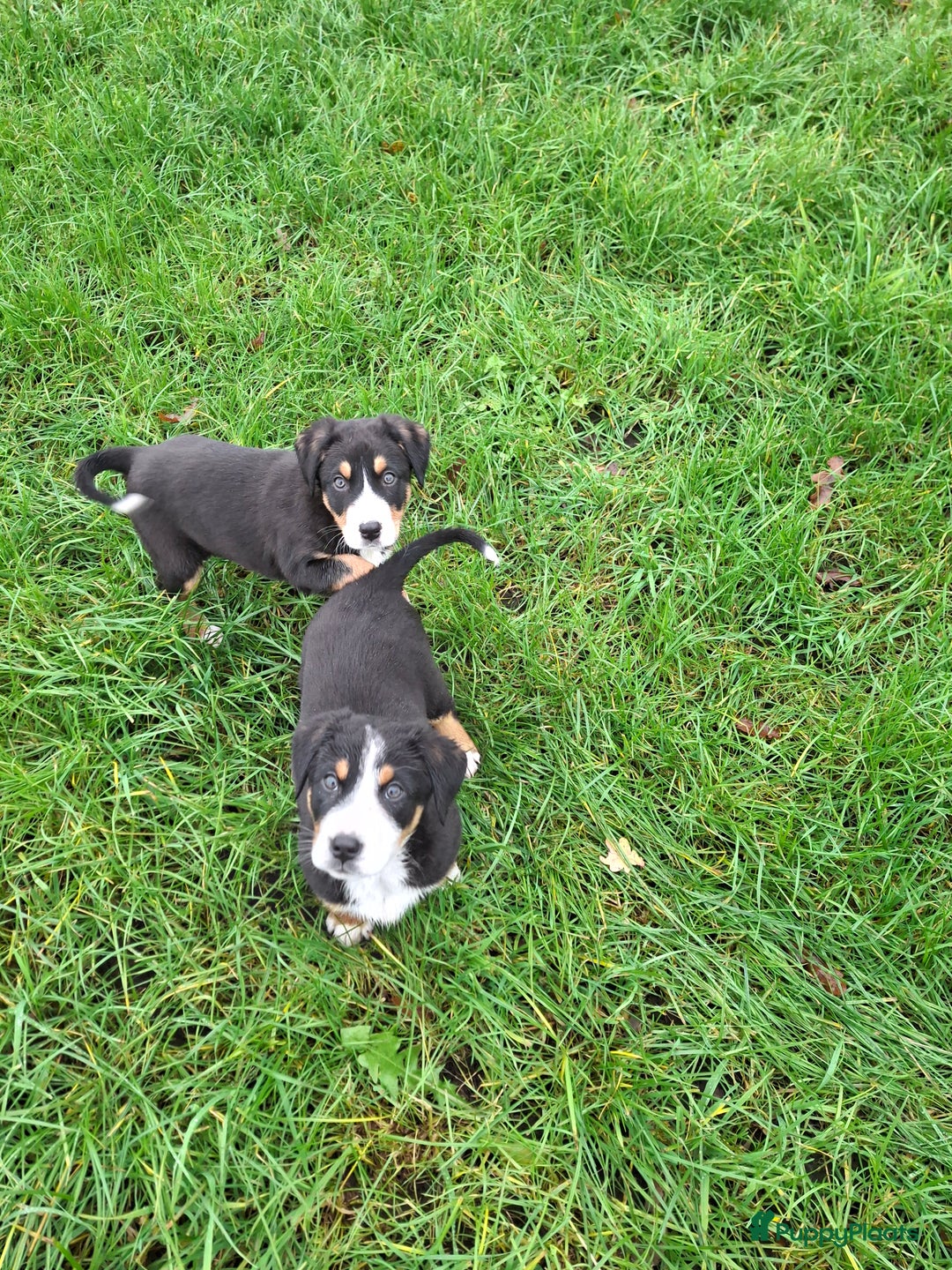 Grote Zwitserse Sennenhond honden te koop: Grote zwitserse sennen pups - Advertentie 17