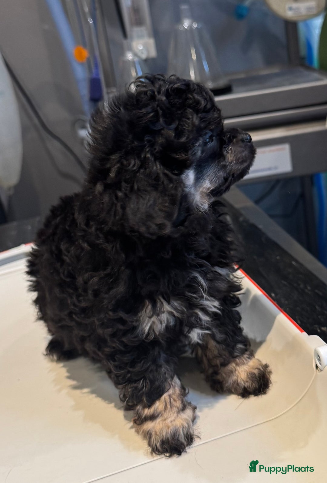 Poedel Toy honden te koop: Toy poedels  - Advertentie 4