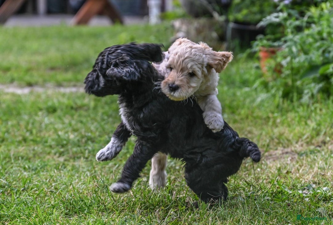 Labradoodle honden te koop: Labradoodle F4 pups te koop! 🐶 in Balkbrug - Afbeelding 5