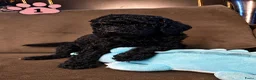 Poedel honden te koop: Koningspoedel grote poedel pups MOGEN NU WEG - Advertentie 4