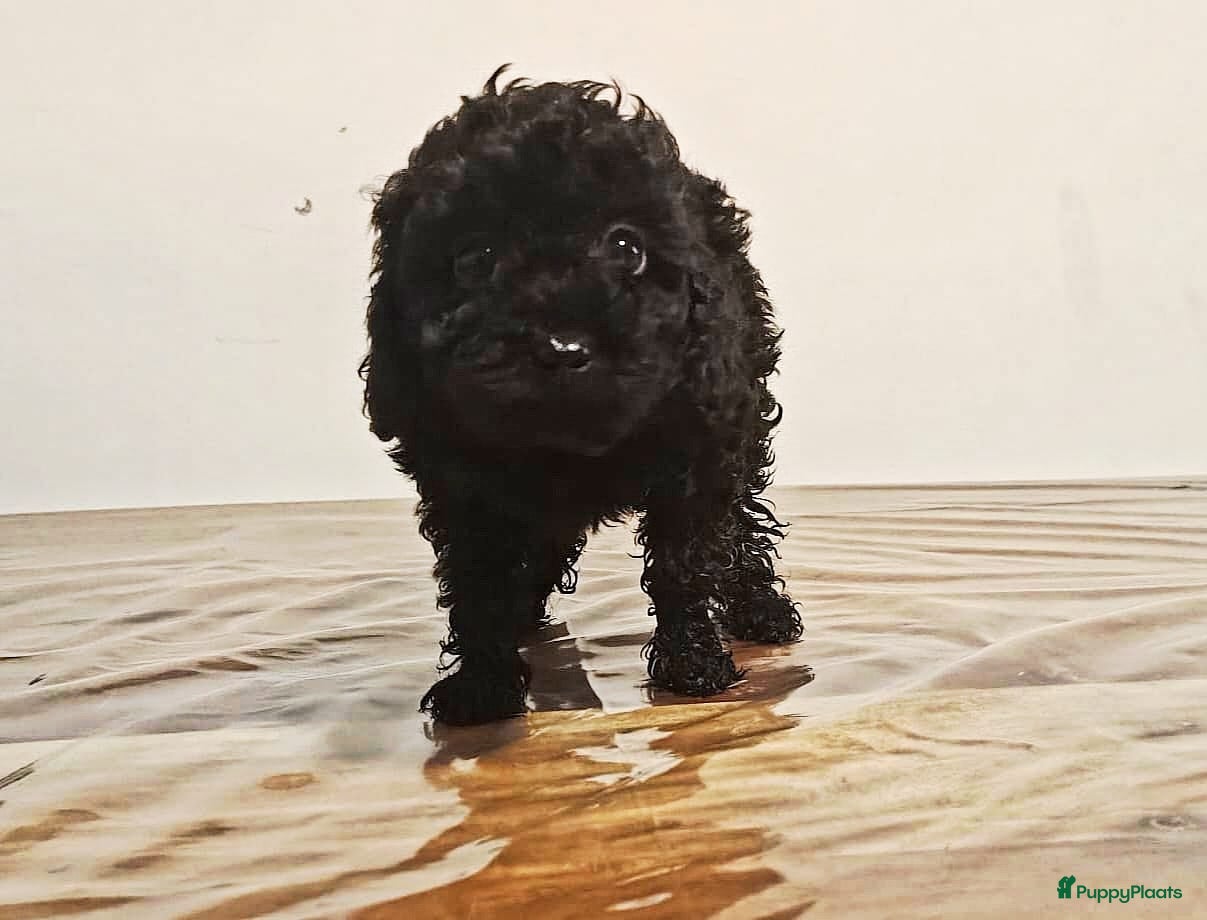 Poedel Toy honden Laatste Reu Toy Poodle beschikbaar - Advertentie 2