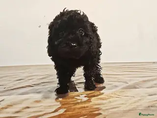 Poedel Toy honden Laatste Reu Toy Poodle beschikbaar - Advertentie 2