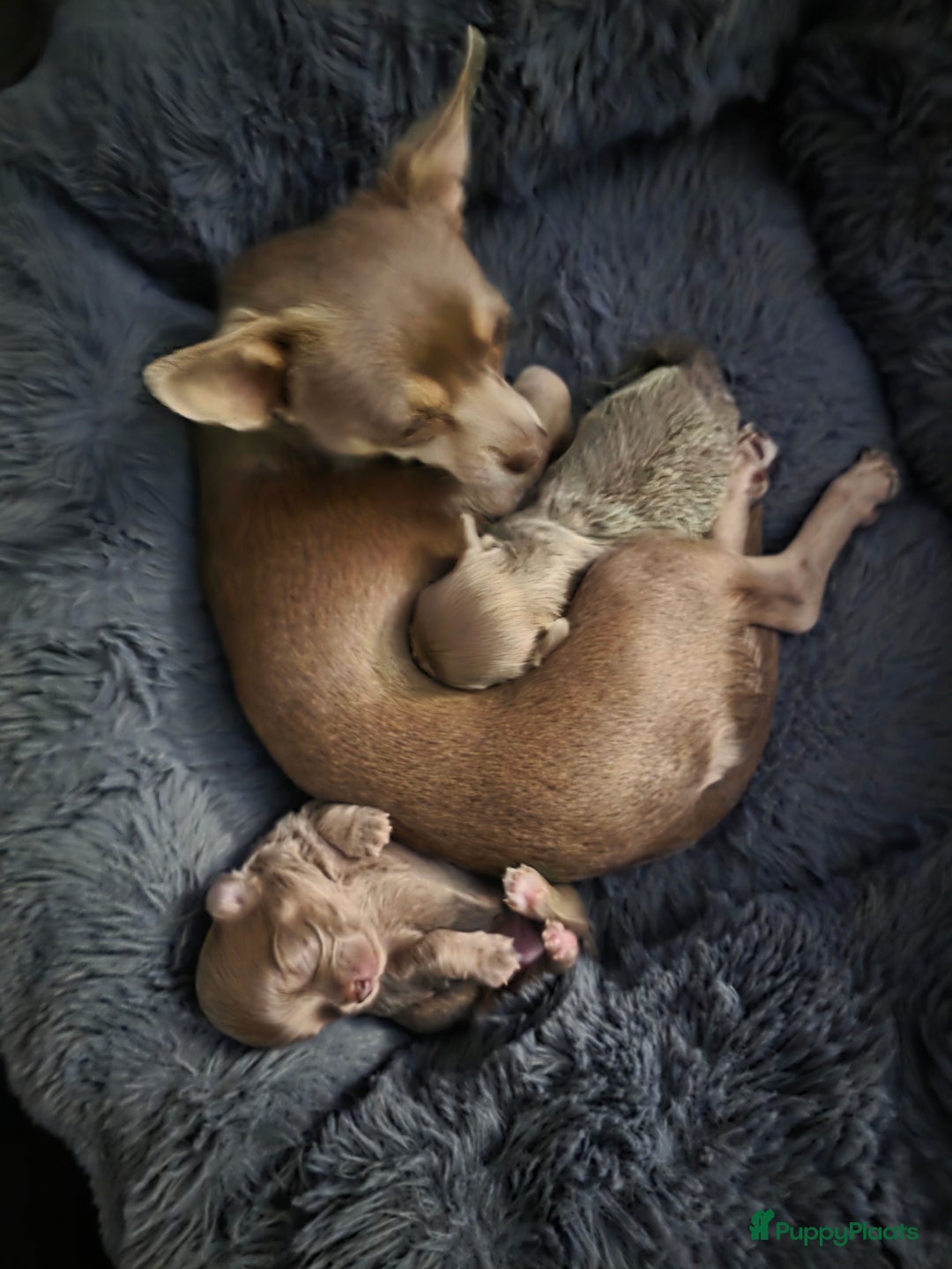 Chihuahua honden te koop: 2 mooie chihuahua pups geboren  - Advertentie 1