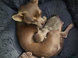 Chihuahua honden 2 mooie chihuahua pups geboren - Advertentie 2