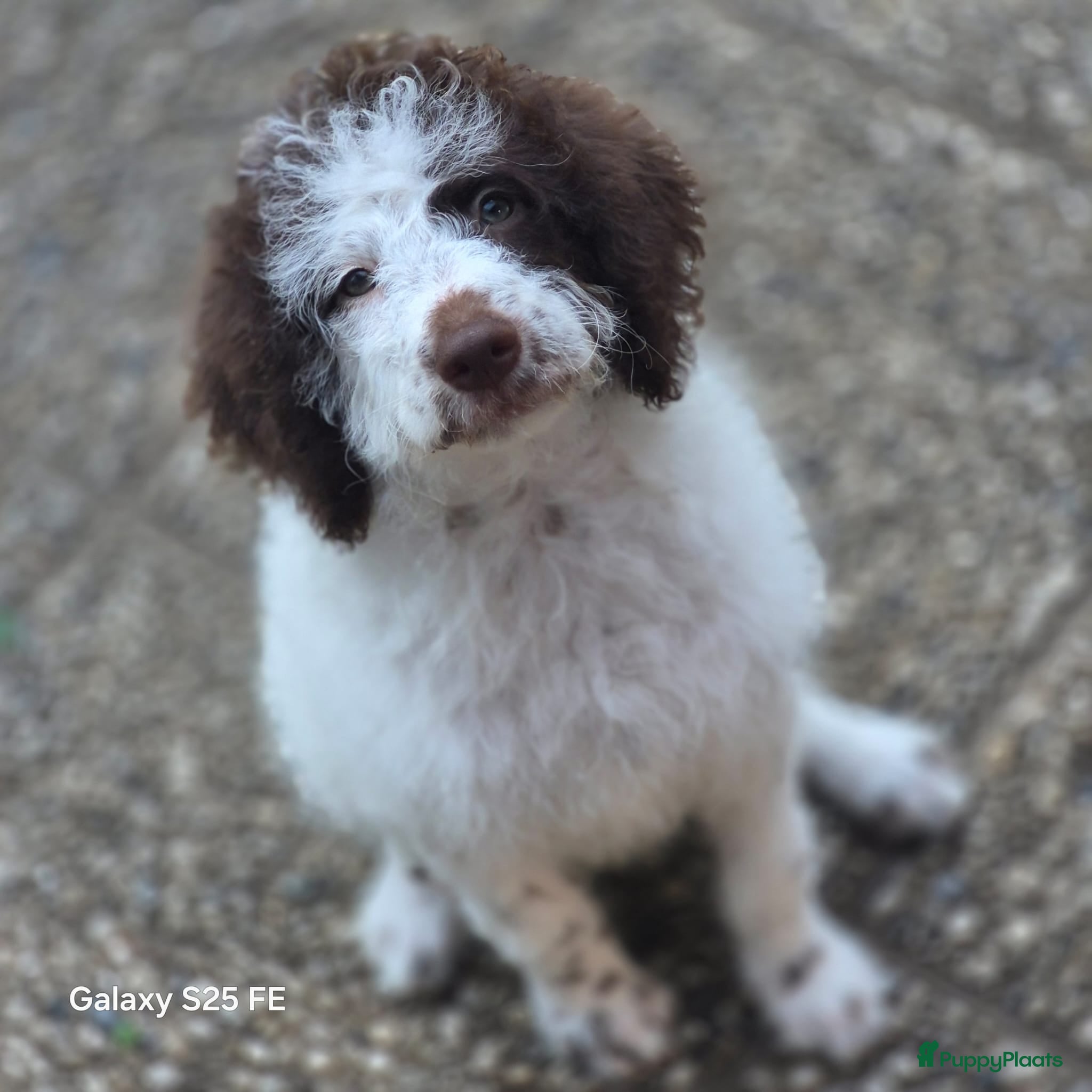 Lagotto Romagnolo honden 3 prachtige puppy's LAGOTO ROMAGNOLO  - Advertentie 1