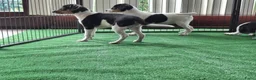 Fox Terriër Gladhaar honden te koop: boerenfox pups - Advertentie 8