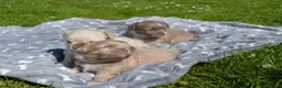 Chihuahua honden te koop: Langharige Chihuahua puppy’s  - Advertentie 12