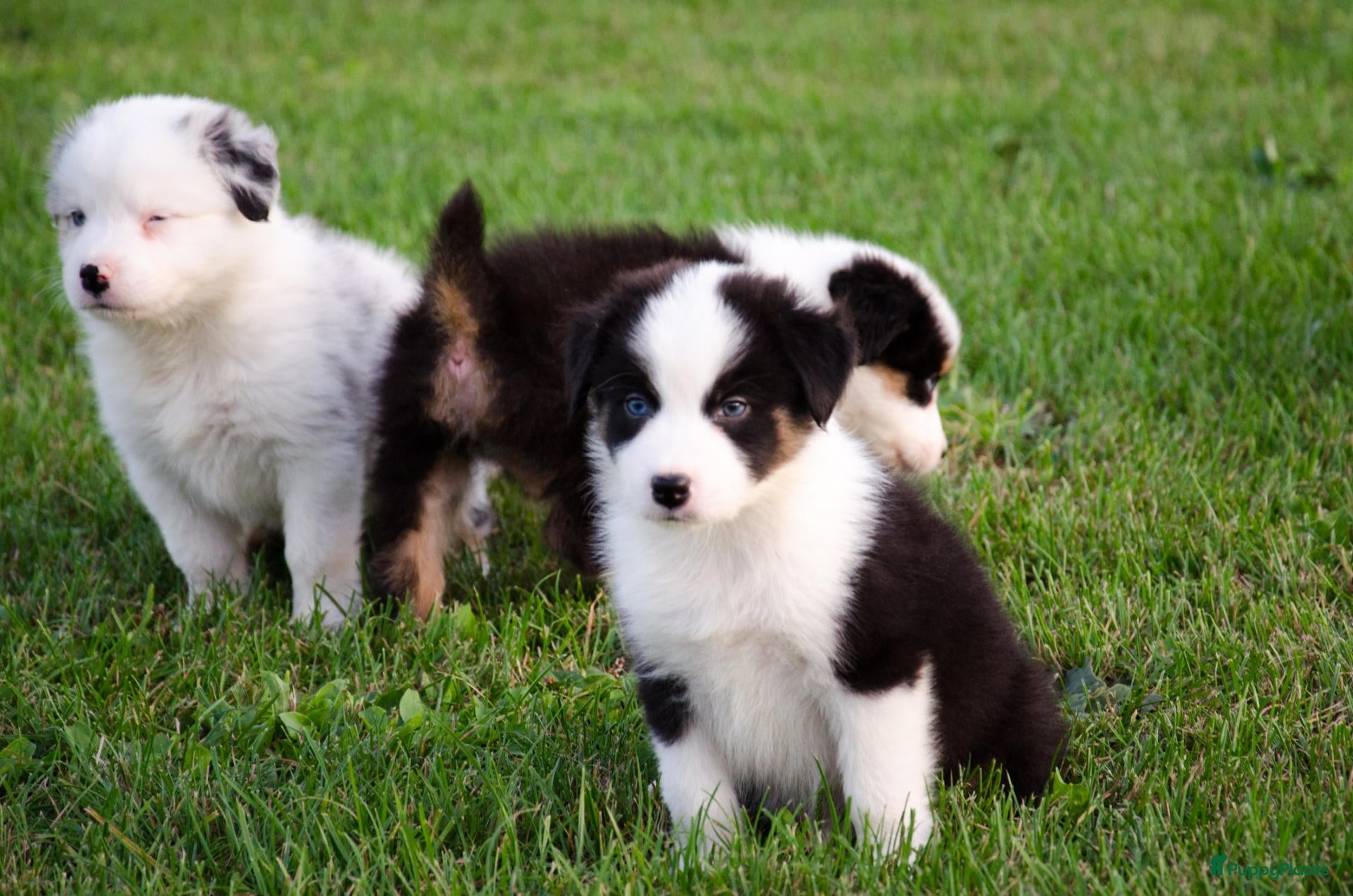 Border Collie honden Border collie geboren op boerderij (BE) - Advertentie 3