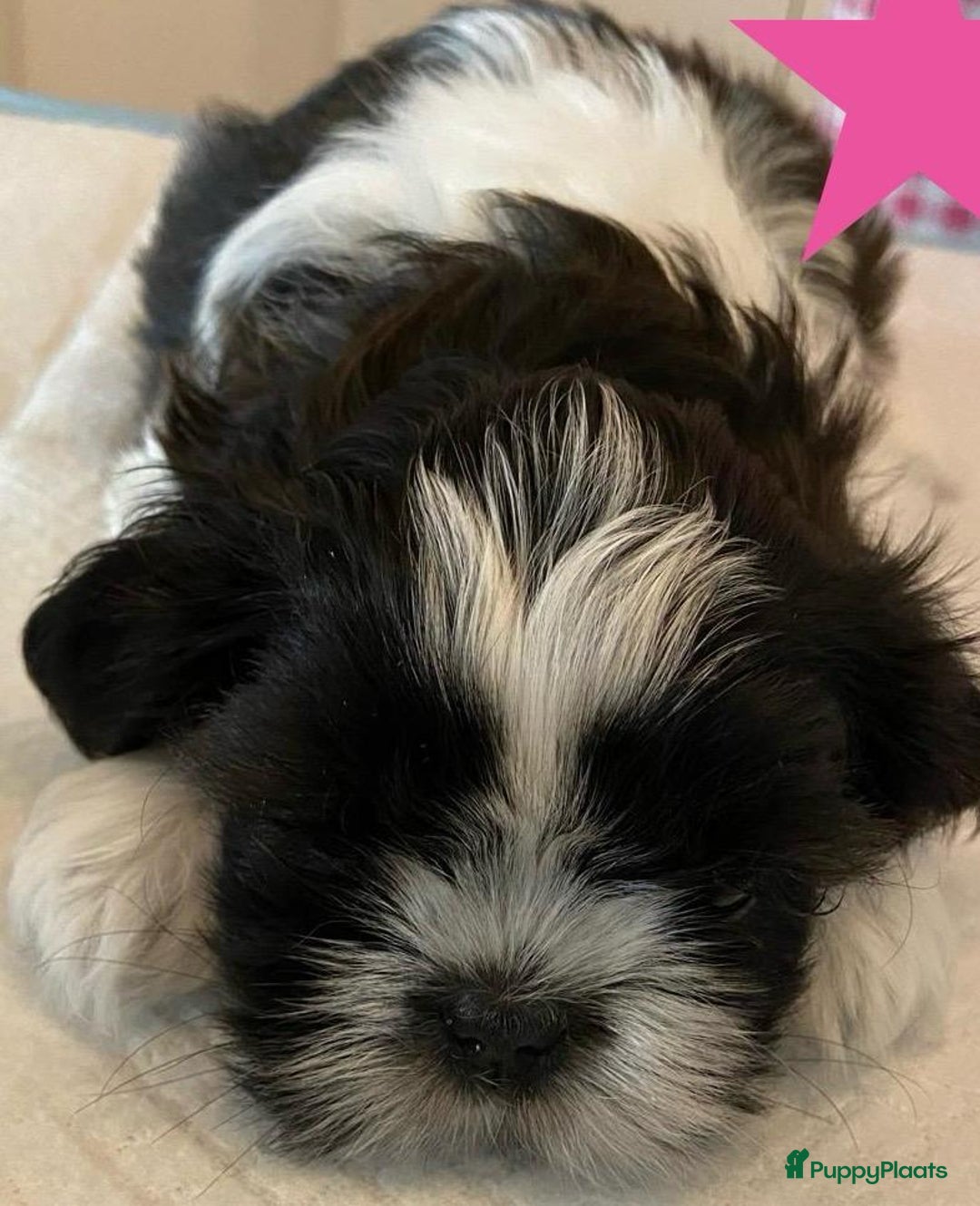 Shih Tzu honden te koop: Raszuivere Shih Tzu puppy's België - Afbeelding 14