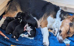 Welsh Corgi Cardigan honden te koop: 2 Welsh Corgi Cardigan pups te koop! in Barneveld - Afbeelding 12
