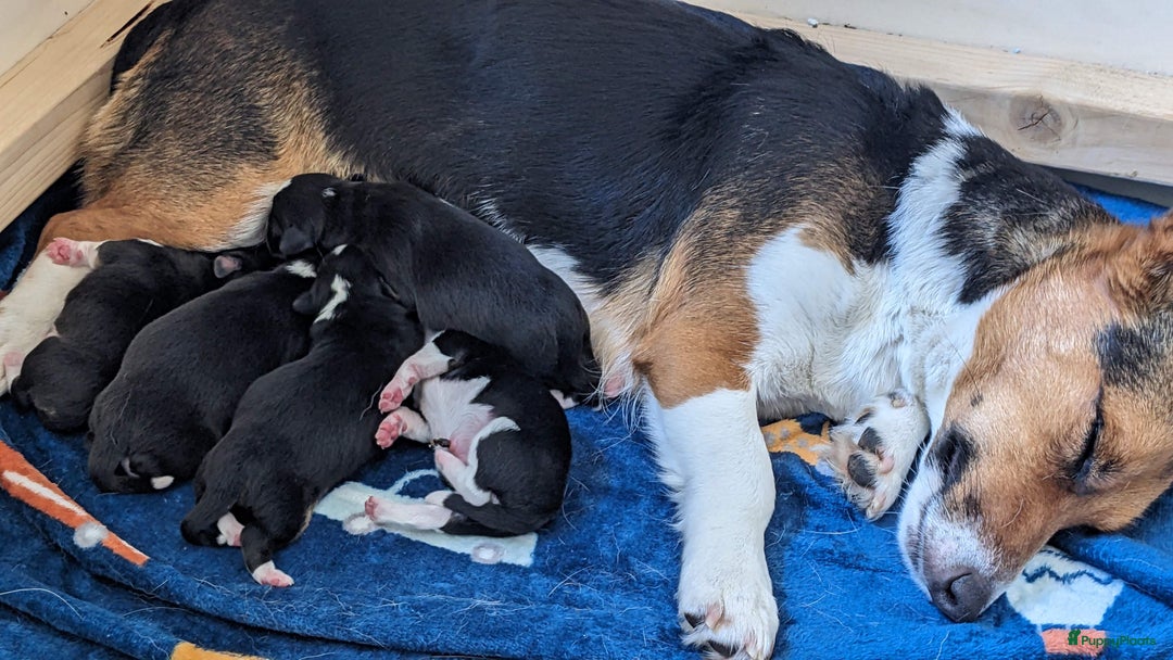 Welsh Corgi Cardigan honden te koop: 2 Welsh Corgi Cardigan pups te koop! in Barneveld - Afbeelding 12