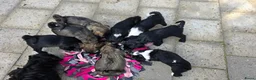 Tibetaanse Terriër honden te koop: Tibetaanse terriër pups met FCI stamboom - Advertentie 9