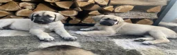 Kruising honden te koop: Golden retriever kruising pup beschikbaar  - Advertentie 2