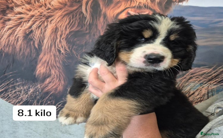 Berner Sennenhond honden in Achterveld - Advertentie 3