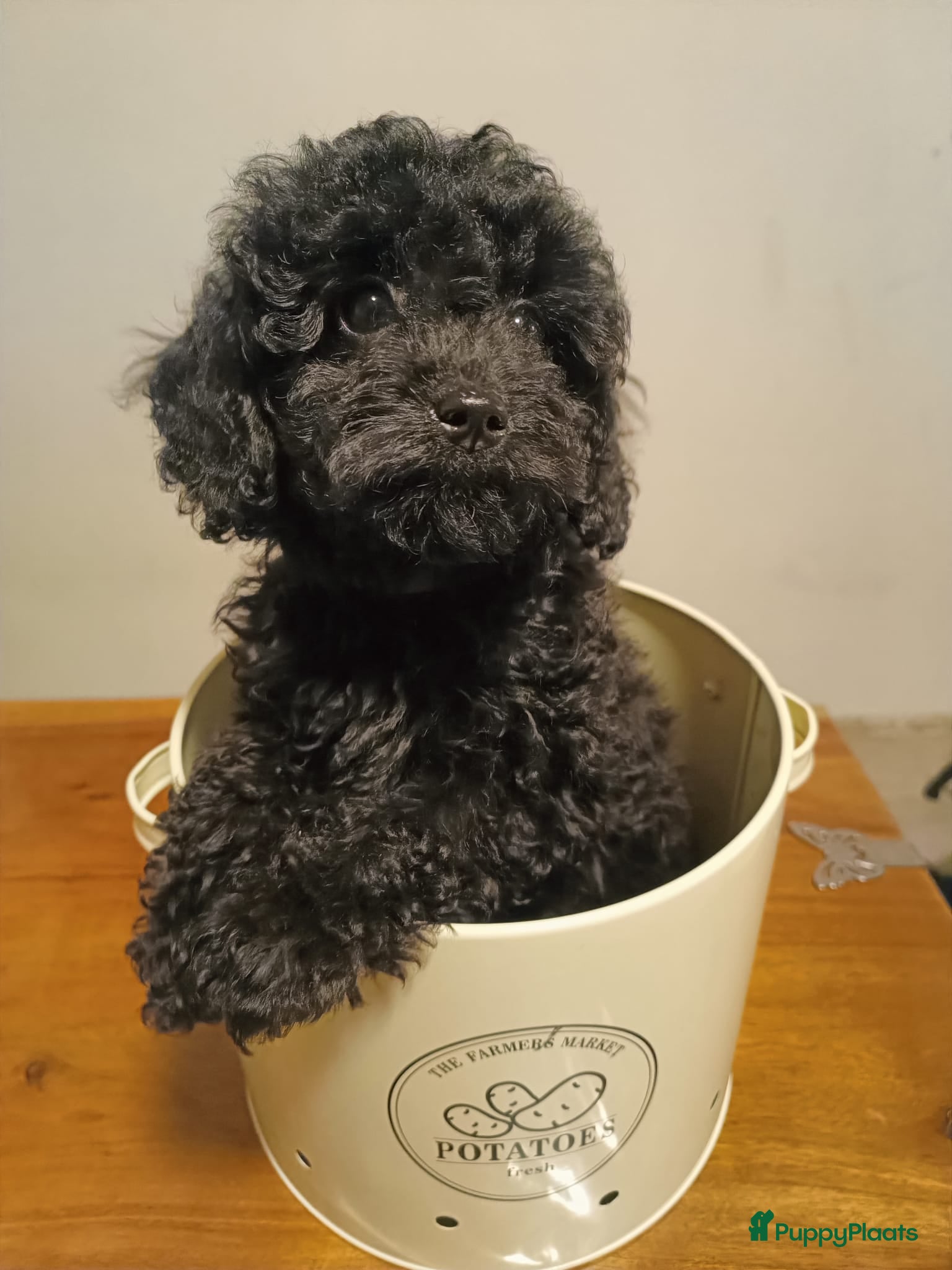 Poedel Toy honden Lieve en gezonde toy poedel puppies beschikbaar - Advertentie 17