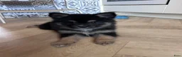 Pomsky honden te koop: 6 pomskys - Advertentie 14
