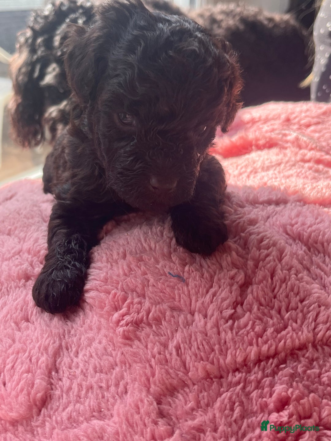Poedel Toy honden te koop: Toy poedel pups  in Oss - Afbeelding 10