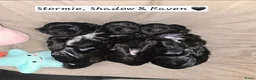 Kruising honden te koop: Shadow 🖤 Shih-Tzu/Boomer pup. Nieuwe foto's  - Advertentie 35