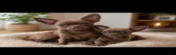 Chihuahua honden te koop: Mooie chihuahua pup  - Advertentie 3