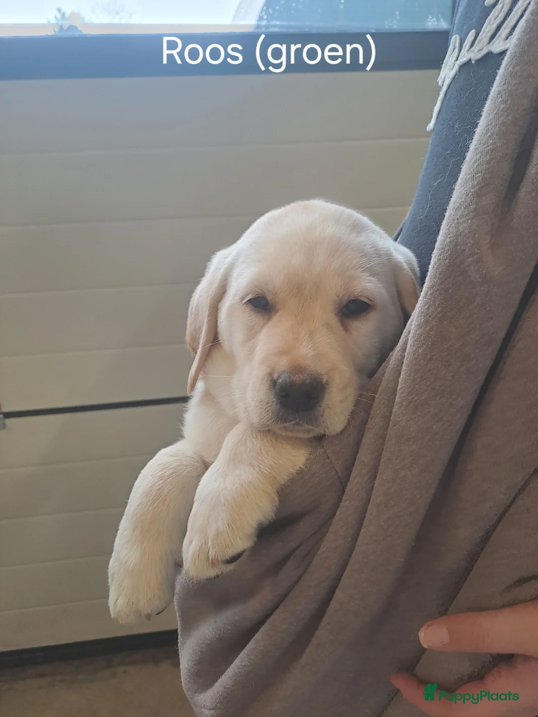 Labrador Retriever honden te koop: Nog 1 teefje beschikbaar - Advertentie 6