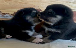 Shiba honden te koop: Shiba inu in Genk - Afbeelding 17