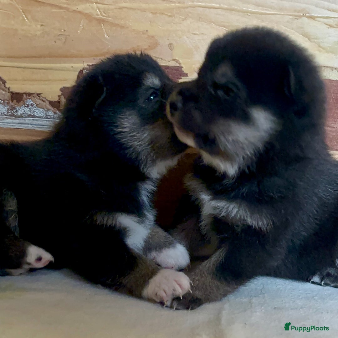 Shiba honden te koop: Shiba inu in Genk - Afbeelding 17