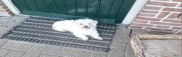 Maltezer honden te koop: Maltezer leeuwtje. 7 jaar - Advertentie 1