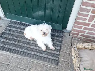 Maltezer honden Maltezer leeuwtje. 7 jaar - Advertentie 4