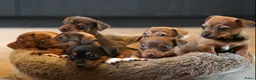 Jack Russel Terriër honden te koop: Stoere Jack Russel pups beschikbaar - Advertentie 14