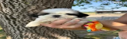 Shih Tzu honden te koop: Prachtig Shih Tzu teefje  - Advertentie 5