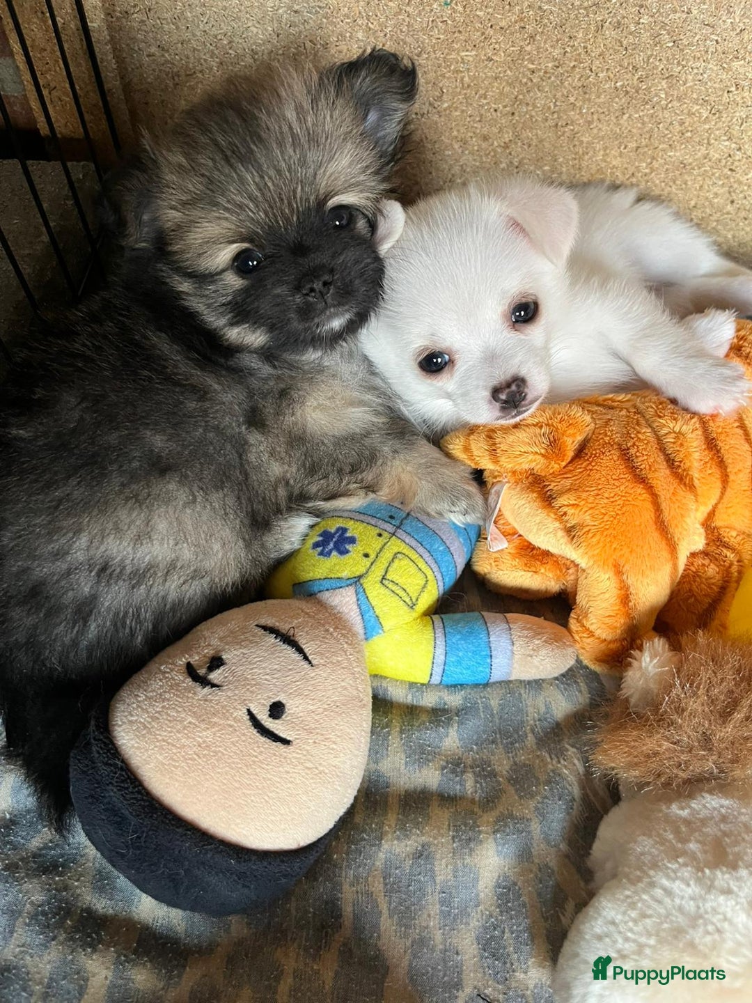 Pomchi honden te koop: Mooie pomchi pups - Afbeelding 9