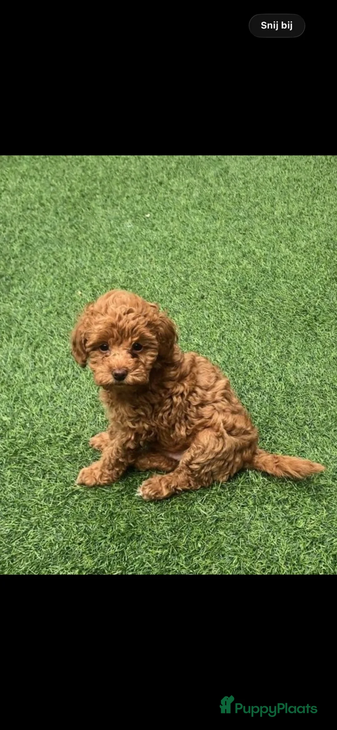 Poedel Toy honden te koop: 1 rood poedel reutje  - Advertentie 10