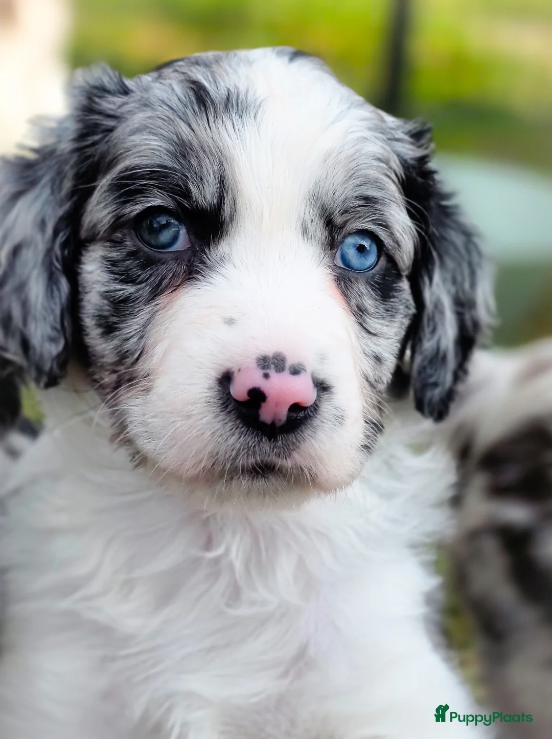 Kruising honden te koop: Australian shepherd x heidewachtel  in Emmen - Advertentie 1