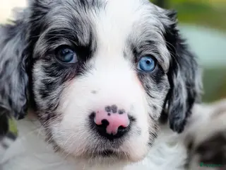 Kruising honden Australian shepherd x heidewachtel in Emmen - Advertentie 3