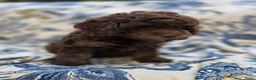 Labradoodle honden te koop: Labradoodle pups - Advertentie 15