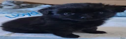 Kruising honden te koop: Prachtig Shiranian F1 pup reu shih tzu x pomeriaan - Advertentie 22