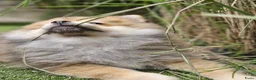 Kruising honden te koop: Pomeriaan pups - Advertentie 7